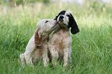 SETTER ANGLAIS 256